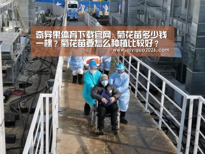 奇异果体育下载官网-菊花苗多少钱一棵？菊